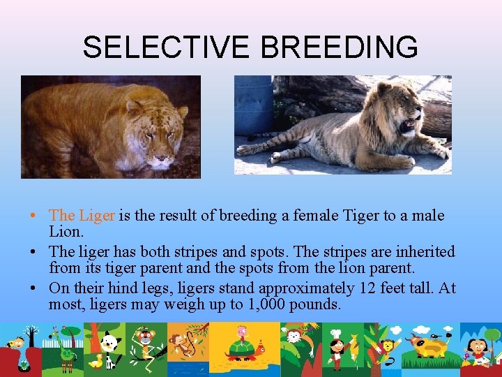 SELECTIVE BREEDING • The Liger is the result of breeding a female Tiger to SELECTIVE BREEDING • The Liger is the result of breeding a female Tiger to