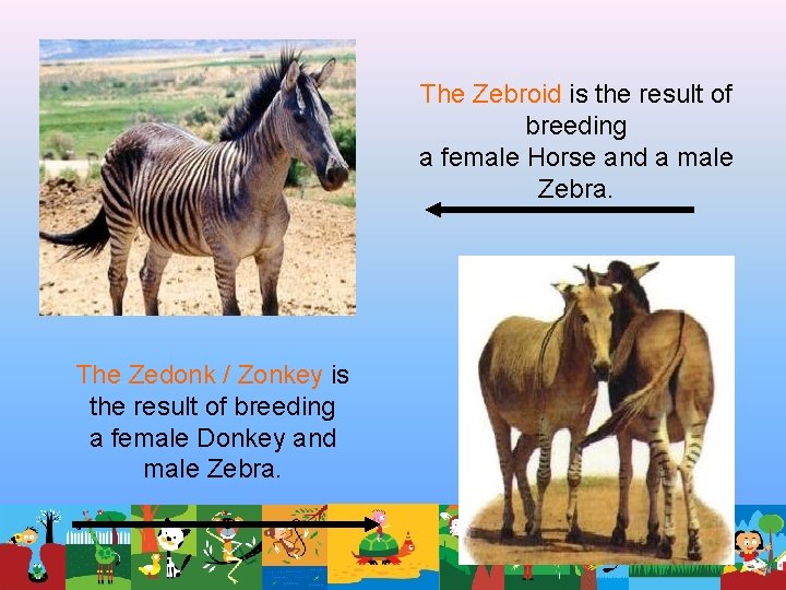 The Zebroid is the result of breeding a female Horse and a male Zebra. The Zebroid is the result of breeding a female Horse and a male Zebra.