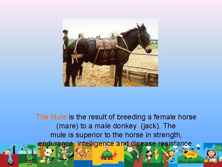 The Mule is the result of breeding a female horse (mare) to a male The Mule is the result of breeding a female horse (mare) to a male