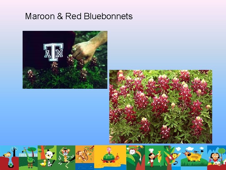 Maroon & Red Bluebonnets Maroon & Red Bluebonnets
