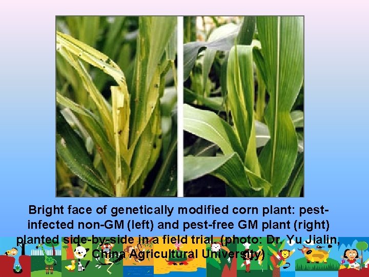 Bright face of genetically modified corn plant: pestinfected non-GM (left) and pest-free GM plant Bright face of genetically modified corn plant: pestinfected non-GM (left) and pest-free GM plant