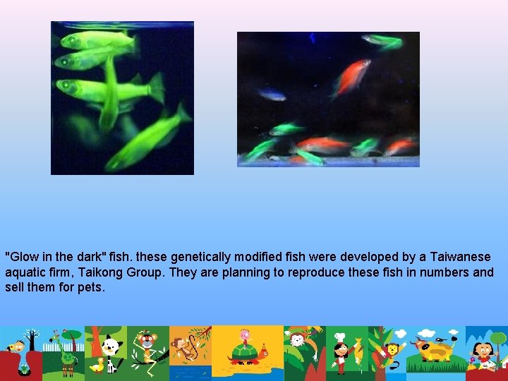 "Glow in the dark" fish. these genetically modified fish were developed by a Taiwanese "Glow in the dark" fish. these genetically modified fish were developed by a Taiwanese