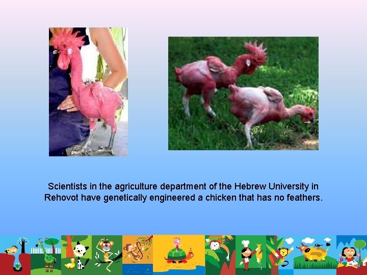 Scientists in the agriculture department of the Hebrew University in Rehovot have genetically engineered Scientists in the agriculture department of the Hebrew University in Rehovot have genetically engineered