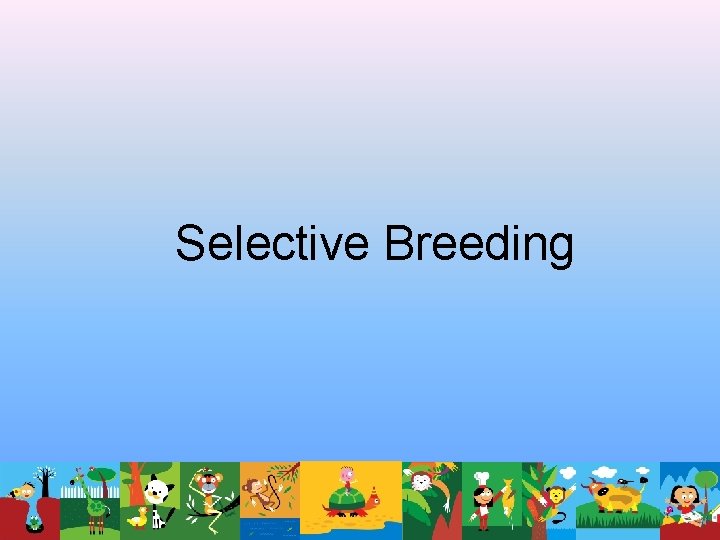 Selective Breeding Selective Breeding