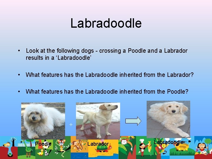 Labradoodle • Look at the following dogs - crossing a Poodle and a Labrador Labradoodle • Look at the following dogs - crossing a Poodle and a Labrador