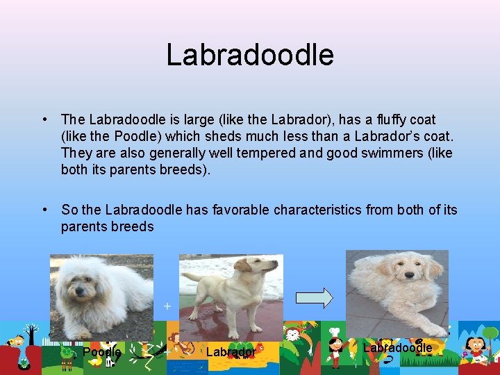 Labradoodle • The Labradoodle is large (like the Labrador), has a fluffy coat (like Labradoodle • The Labradoodle is large (like the Labrador), has a fluffy coat (like