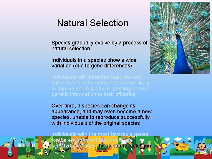 Natural Selection Species gradually evolve by a process of natural selection Individuals in a Natural Selection Species gradually evolve by a process of natural selection Individuals in a