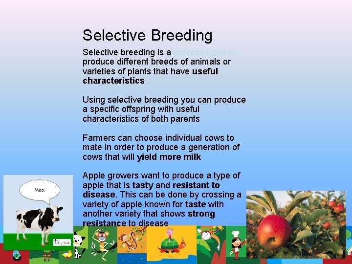 Selective Breeding Selective breeding is a process used to produce different breeds of animals Selective Breeding Selective breeding is a process used to produce different breeds of animals