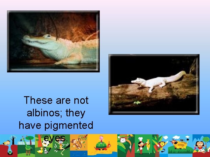 These are not albinos; they have pigmented eyes. These are not albinos; they have pigmented eyes.