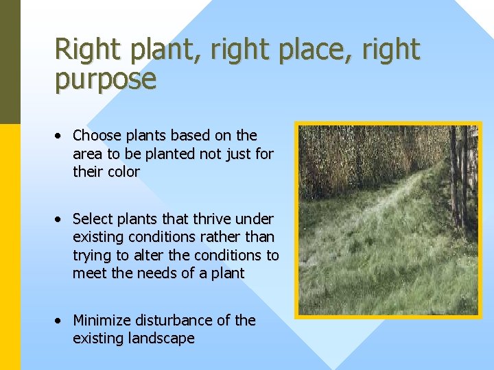 Right plant, right place, right purpose • Choose plants based on the area to