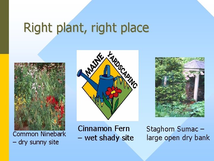 Right plant, right place Common Ninebark – dry sunny site Cinnamon Fern – wet