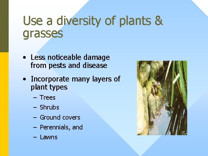 Use a diversity of plants & grasses • Less noticeable damage from pests and