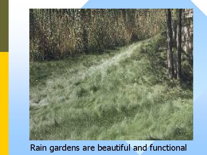 Rain gardens are beautiful and functional 