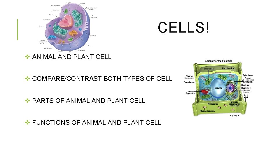 CELLS! v ANIMAL AND PLANT CELL v COMPARE/CONTRAST BOTH TYPES OF CELL v PARTS