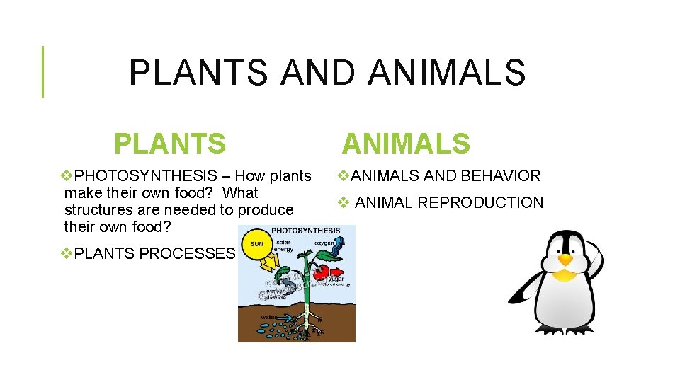 PLANTS AND ANIMALS PLANTS v. PHOTOSYNTHESIS – How plants make their own food? What