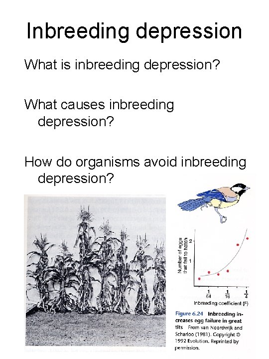 Inbreeding depression What is inbreeding depression? What causes inbreeding depression? How do organisms avoid