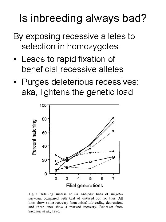 Is inbreeding always bad? By exposing recessive alleles to selection in homozygotes: • Leads