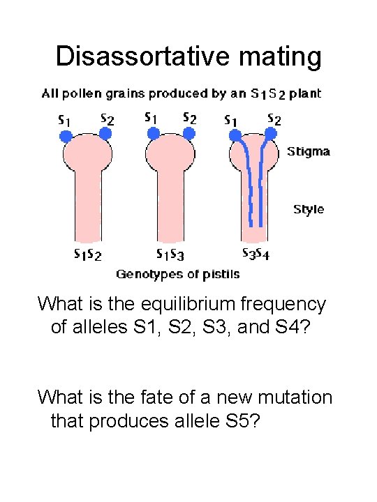 Disassortative mating What is the equilibrium frequency of alleles S 1, S 2, S