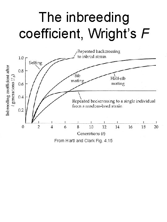 The inbreeding coefficient, Wright’s F From Hartl and Clark Fig. 4. 15 