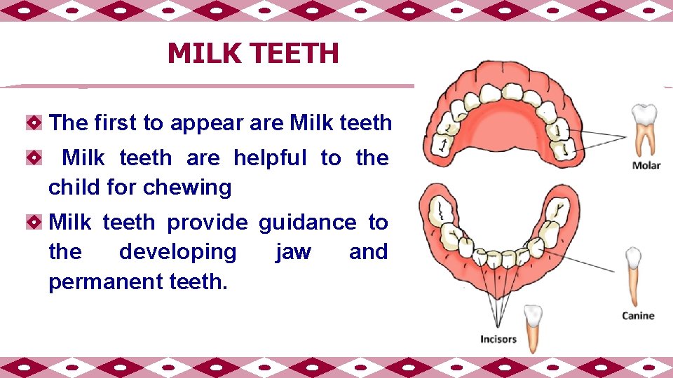 MILK TEETH The first to appear are Milk teeth are helpful to the child