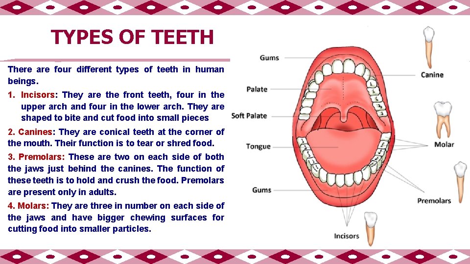 TYPES OF TEETH There are four different types of teeth in human beings. 1.