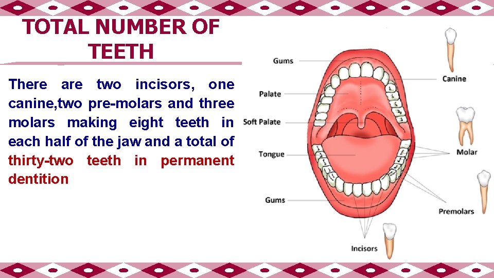 TOTAL NUMBER OF TEETH There are two incisors, one canine, two pre-molars and three