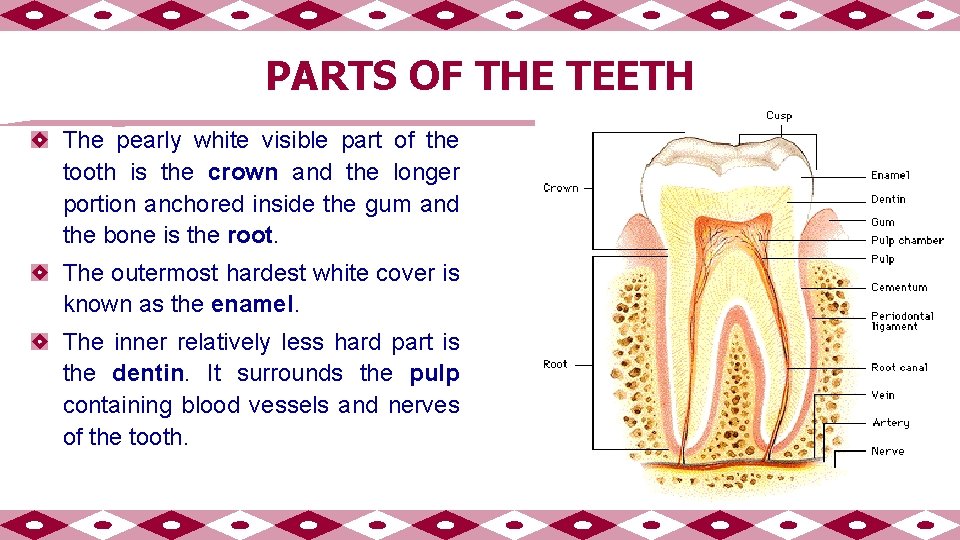 PARTS OF THE TEETH The pearly white visible part of the tooth is the