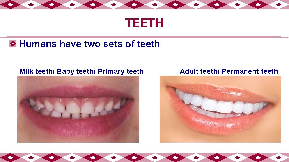 TEETH Humans have two sets of teeth Milk teeth/ Baby teeth/ Primary teeth Adult