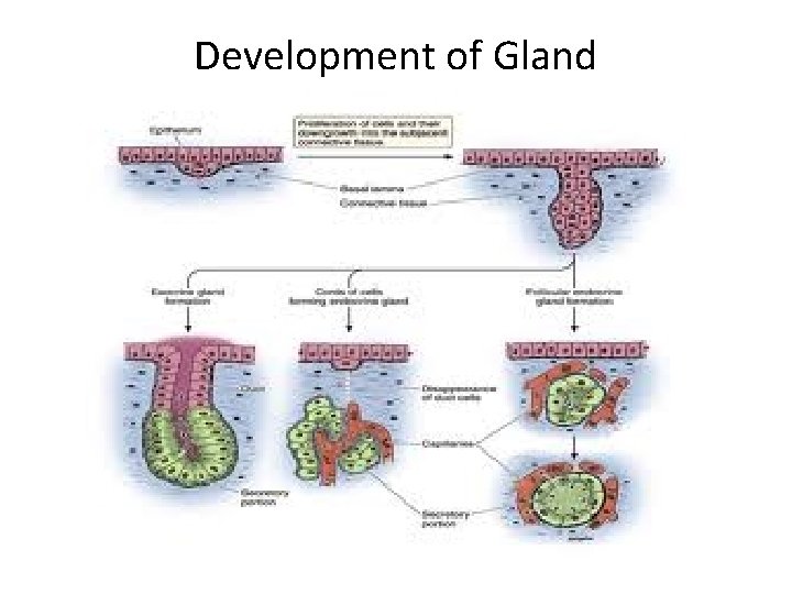 Development of Gland 