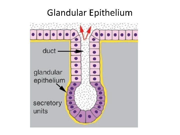 Glandular Epithelium 