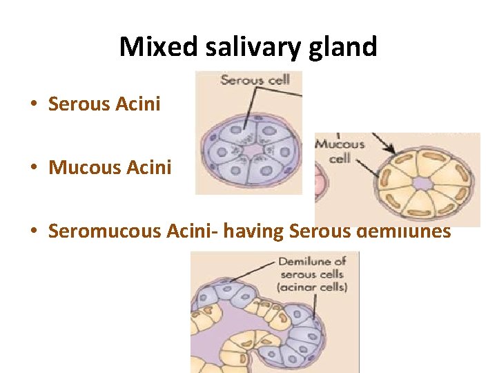 Mixed salivary gland • Serous Acini • Mucous Acini • Seromucous Acini- having Serous