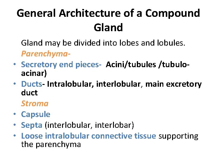 General Architecture of a Compound Gland • • • Gland may be divided into