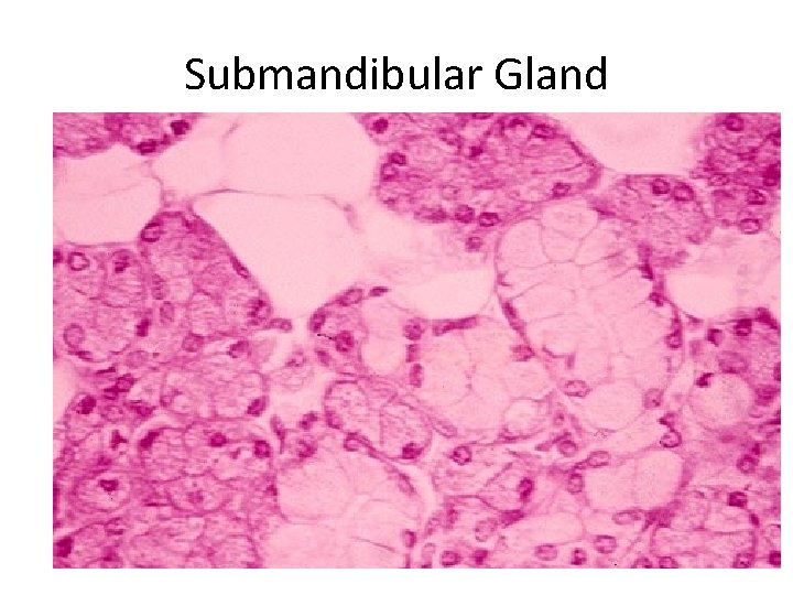 Submandibular Gland 