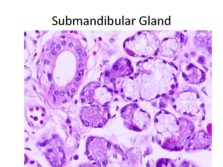 Submandibular Gland 