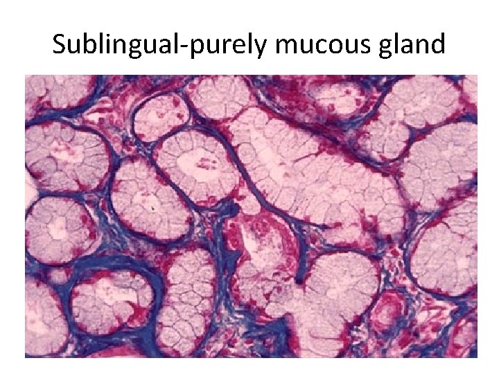 Sublingual-purely mucous gland 