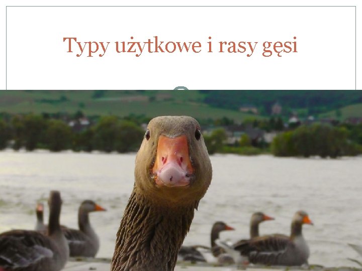 Typy użytkowe i rasy gęsi 