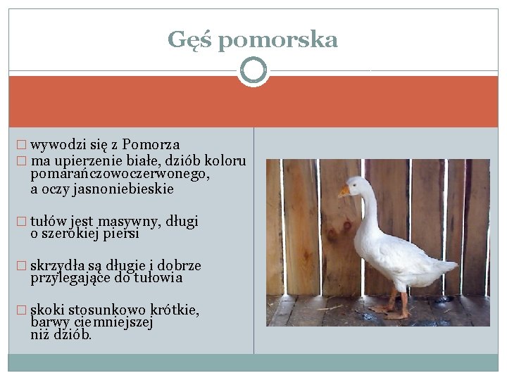 Gęś pomorska � wywodzi się z Pomorza � ma upierzenie białe, dziób koloru pomarańczowoczerwonego,