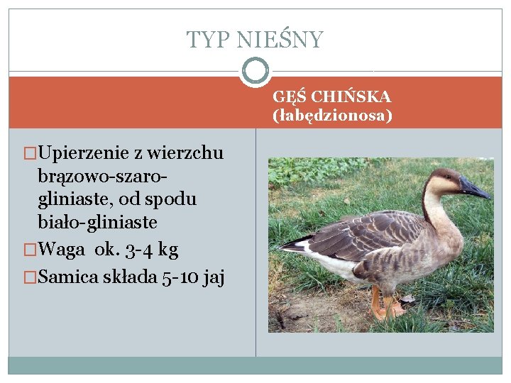 TYP NIEŚNY GĘŚ CHIŃSKA (łabędzionosa) �Upierzenie z wierzchu brązowo-szarogliniaste, od spodu biało-gliniaste �Waga ok.