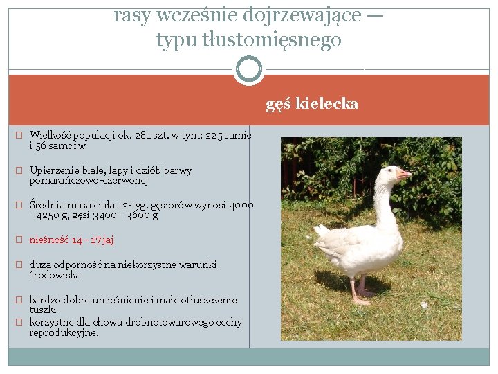 rasy wcześnie dojrzewające — typu tłustomięsnego gęś kielecka � Wielkość populacji ok. 281 szt.