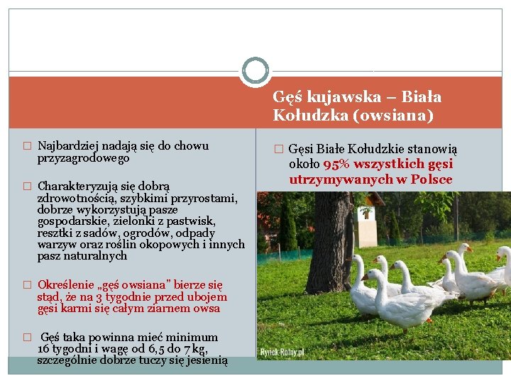 Gęś kujawska – Biała Kołudzka (owsiana) � Najbardziej nadają się do chowu przyzagrodowego �