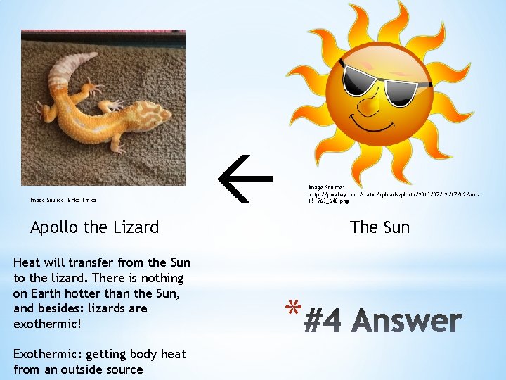 Image Source: Erika Trnka Apollo the Lizard Heat will transfer from the Sun to