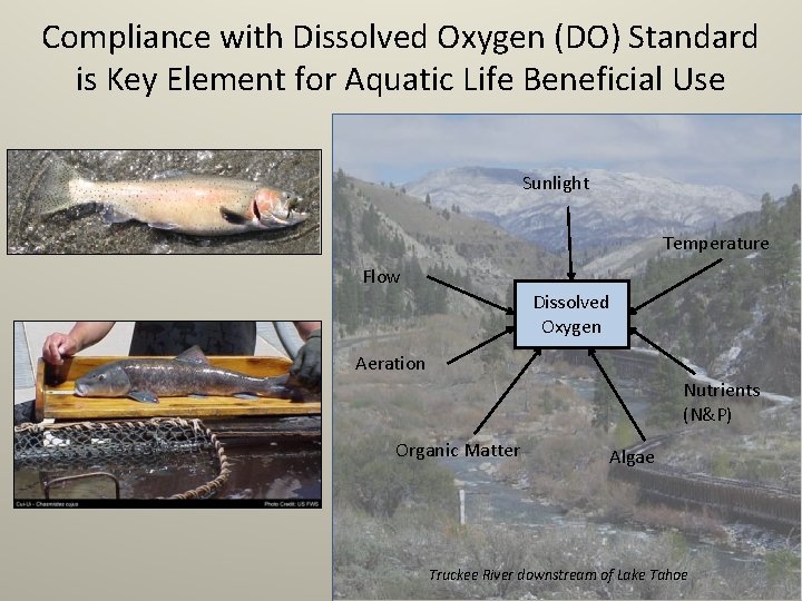Compliance with Dissolved Oxygen (DO) Standard is Key Element for Aquatic Life Beneficial Use