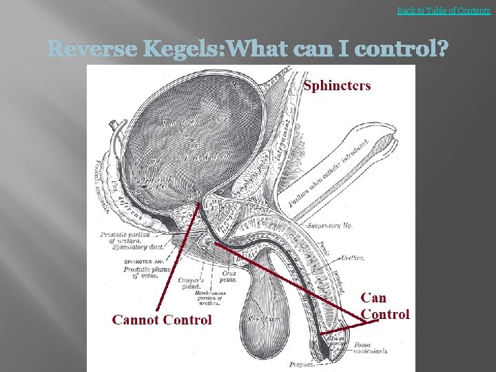 Back to Table of Contents Reverse Kegels: What can I control? 