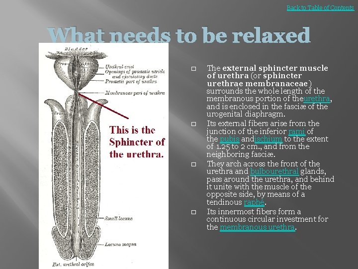 Back to Table of Contents What needs to be relaxed � � The external