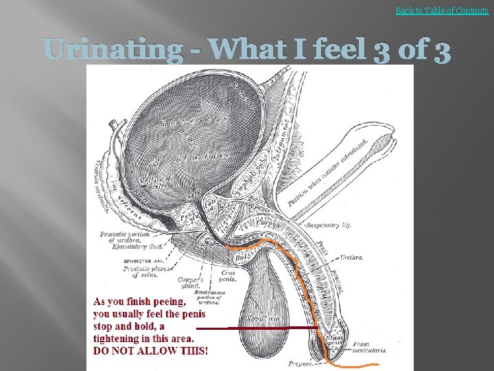 Back to Table of Contents Urinating - What I feel 3 of 3 