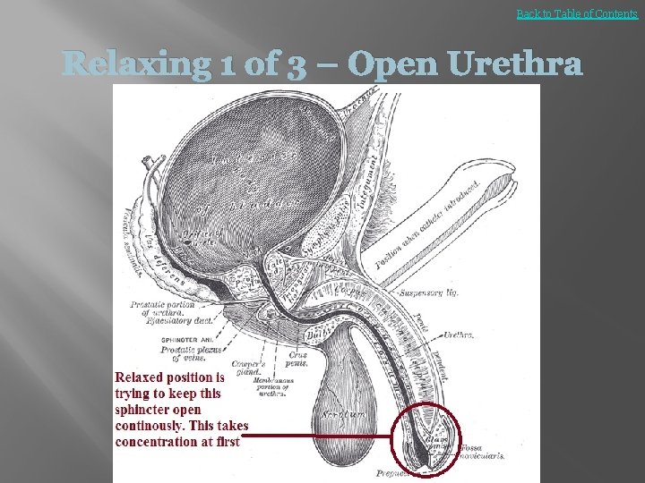 Back to Table of Contents Relaxing 1 of 3 – Open Urethra 