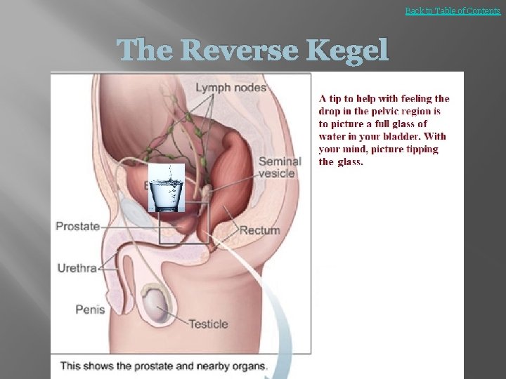 Back to Table of Contents The Reverse Kegel 