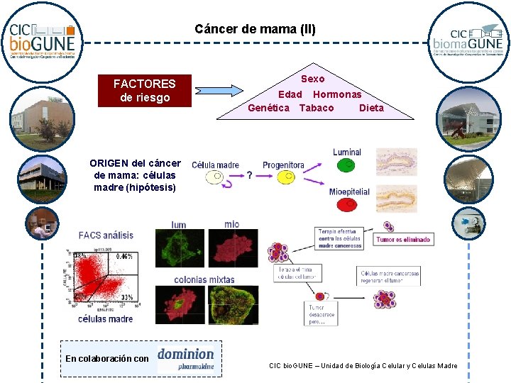 Cáncer de mama (II) FACTORES de riesgo Sexo Edad Hormonas Genética Tabaco Dieta ORIGEN