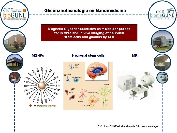 Gliconanotecnología en Nanomedicina Magnetic Glyconanoparticles as molecular probes for in vitro and in vivo