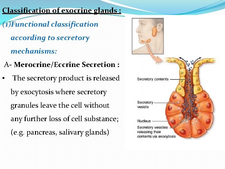 Classification of exocrine glands : (1)Functional classification according to secretory mechanisms: A- Merocrine/Eccrine Secretion